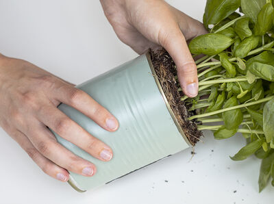 Vorschaubild f&uuml;r Schritt 6