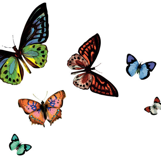 Tischset Rio Papilio image number null